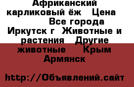 Африканский карликовый ёж › Цена ­ 6 000 - Все города, Иркутск г. Животные и растения » Другие животные   . Крым,Армянск